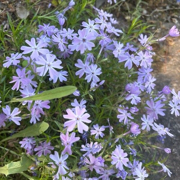 Phlox subulata Квітка