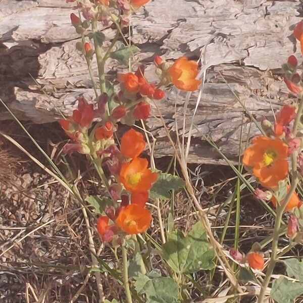 Sphaeralcea ambigua Flower