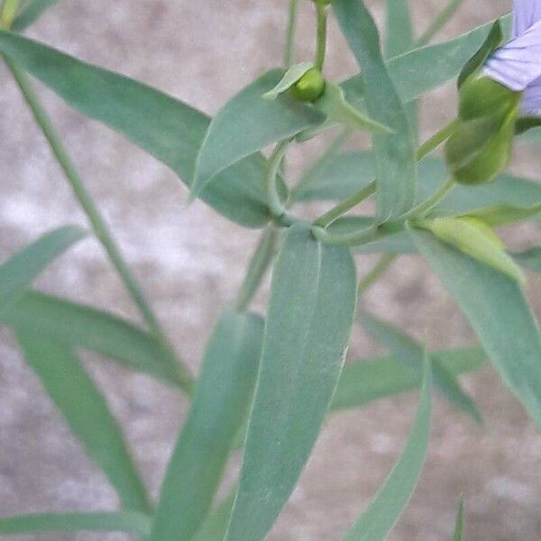 Linum usitatissimum Leaf