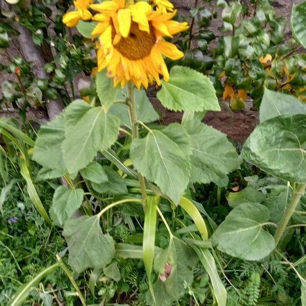 Helianthus annuus Vekstform