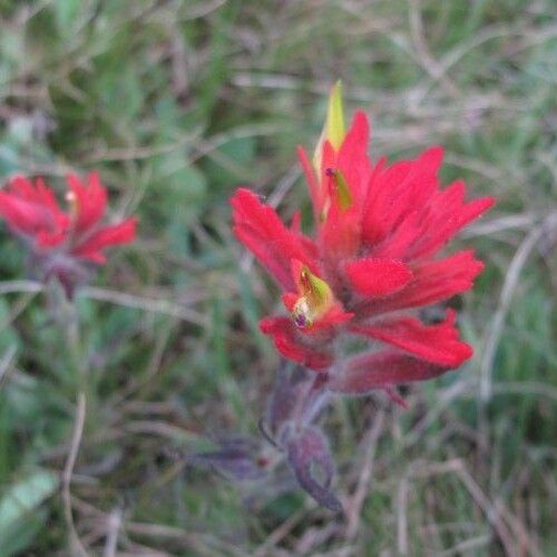 Castilleja parviflora Celota