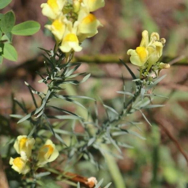 Linaria vulgaris Fiore