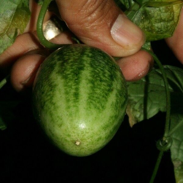 Melothria trilobata Fruit