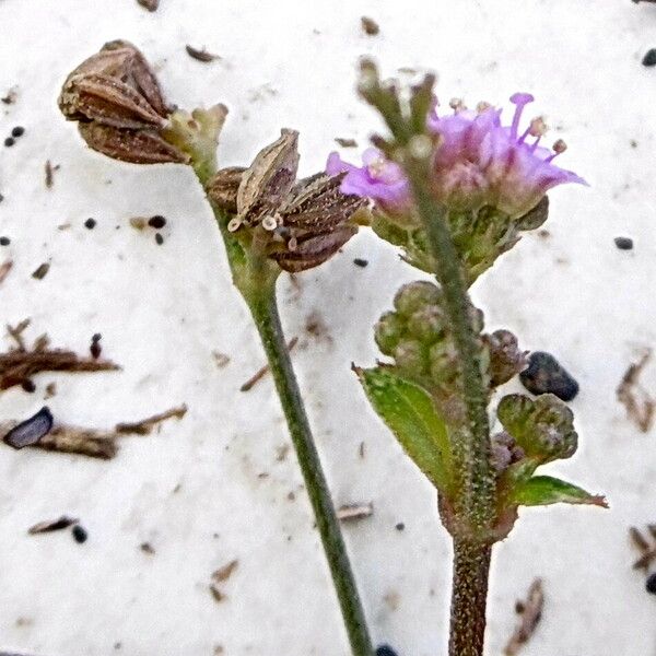 Boerhavia diffusa Flower