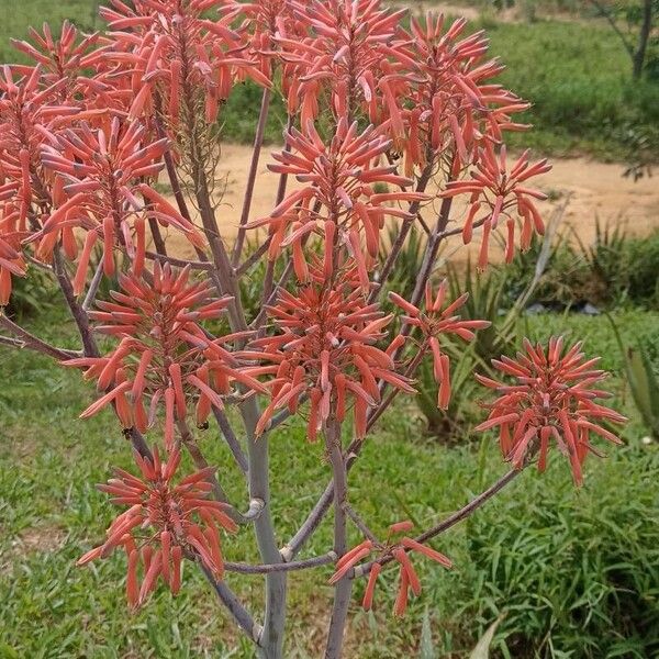 Aloe maculata Цвят