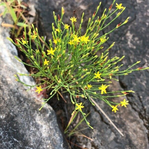 Hypericum gentianoides Kvet