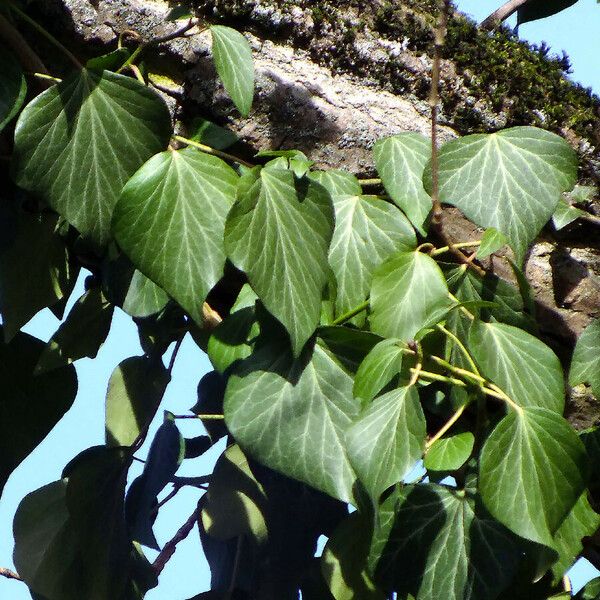 Hedera helix Yaprak