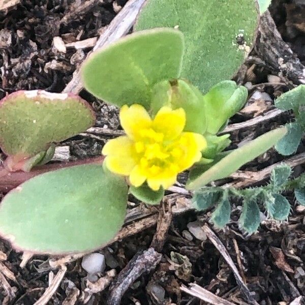 Portulaca oleracea Blüte