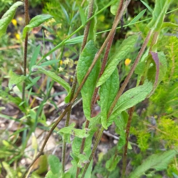Pulicaria odora Leaf