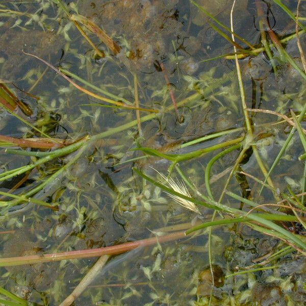 Lemna trisulca Habit