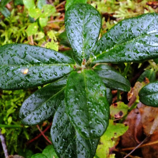 Vaccinium vitis-idaea Leaf