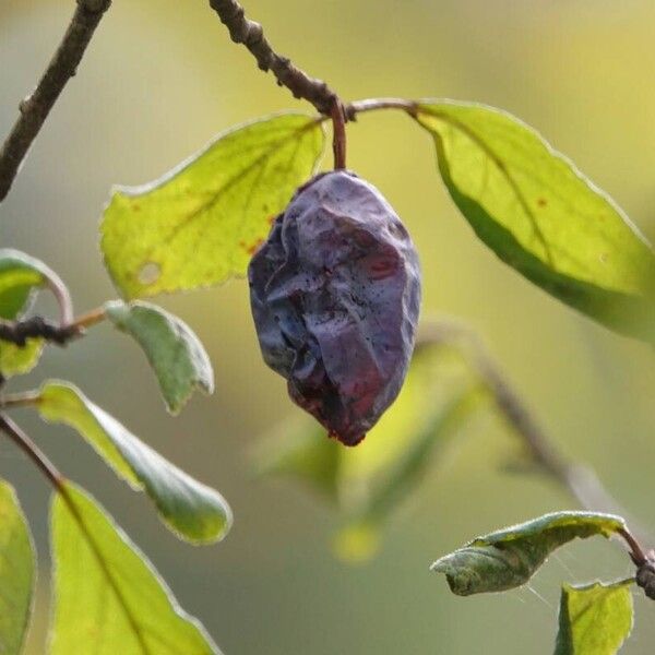 Prunus domestica Fruit