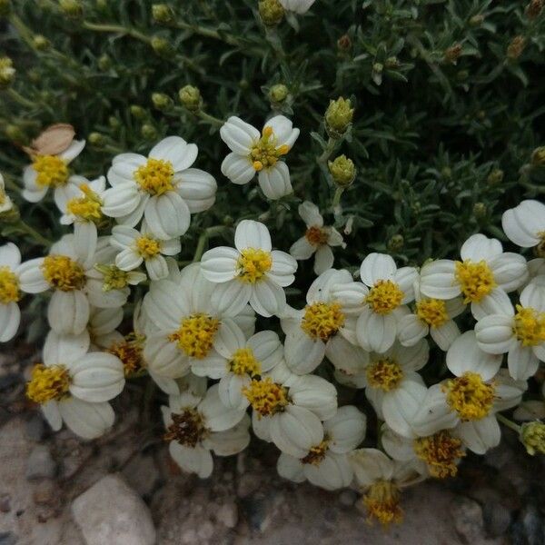 Zinnia acerosa Fleur