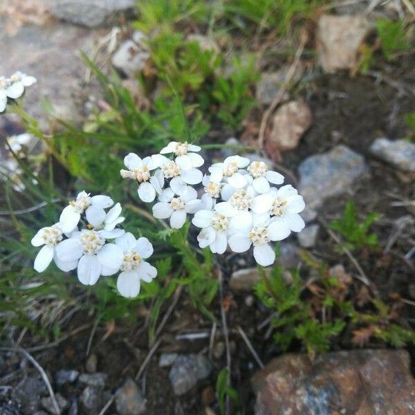 Achillea erba-rotta Цветок