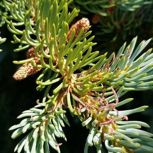 Abies lasiocarpa Leaf