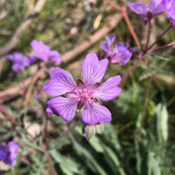 Geranium tuberosum 花