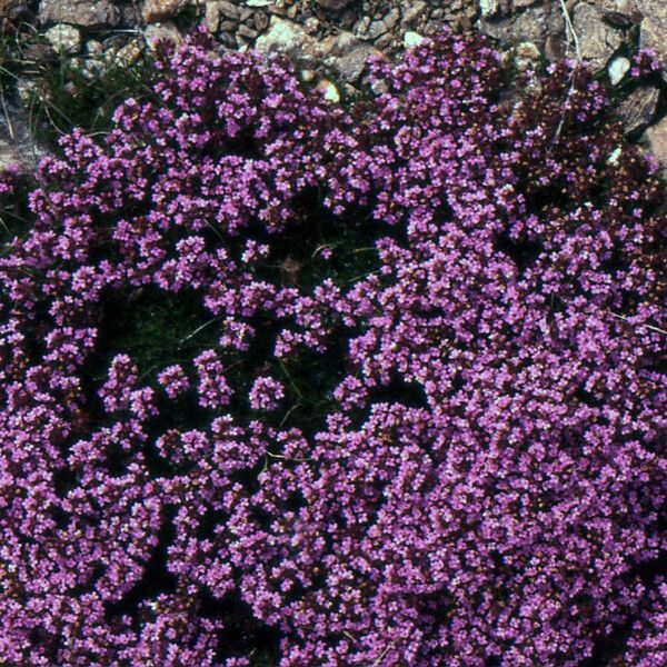 Thymus nervosus Vivejo