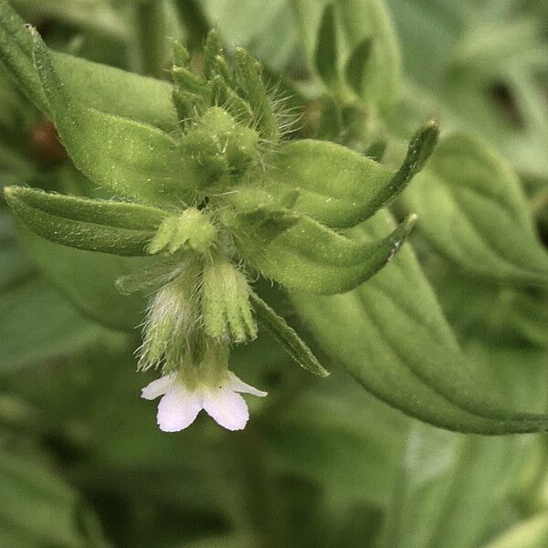 Lithospermum officinale Cvet