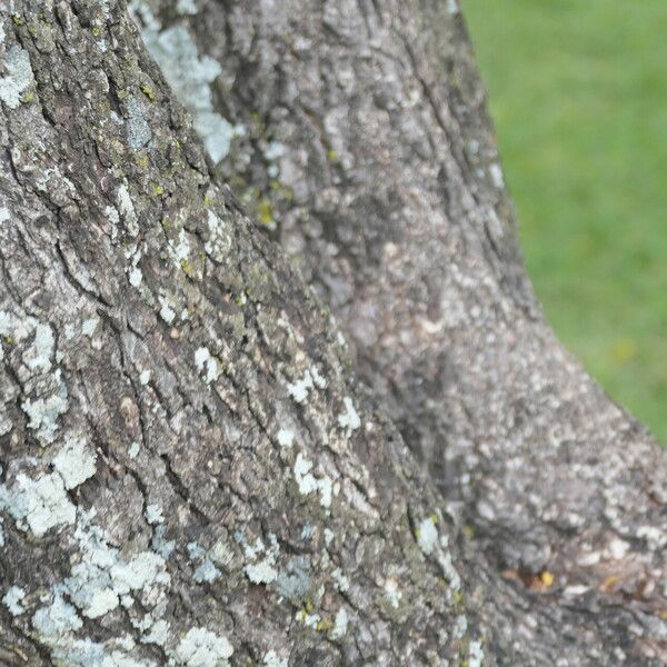 Peltophorum africanum Bark