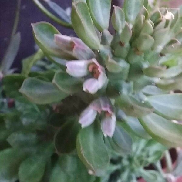 Euphorbia ritchiei Flower