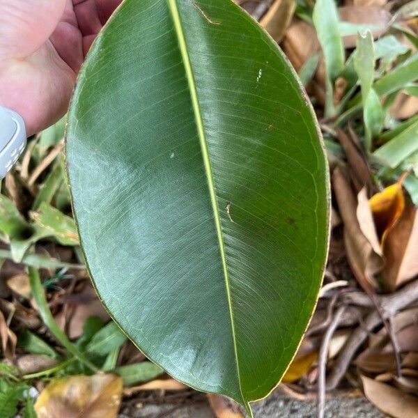 Ficus elastica Leaf