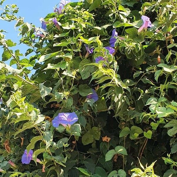 Ipomoea indica फूल