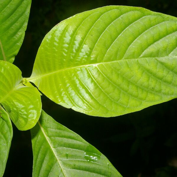 Psychotria berteroana Fuelha