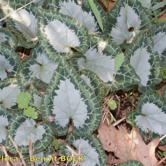 Cyclamen graecum (Greek cyclamen)