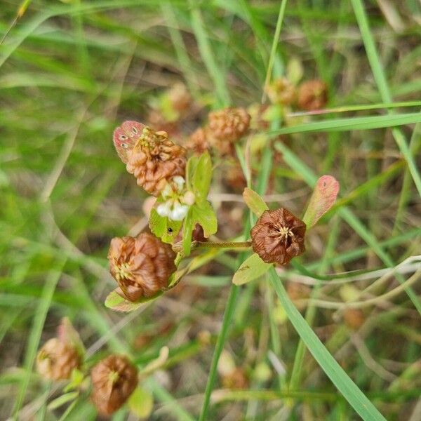 Trifolium campestre Плод