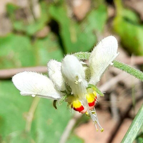 Blumenbachia insignis Λουλούδι