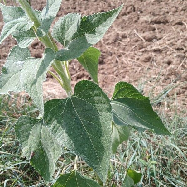 Helianthus annuus पत्ता