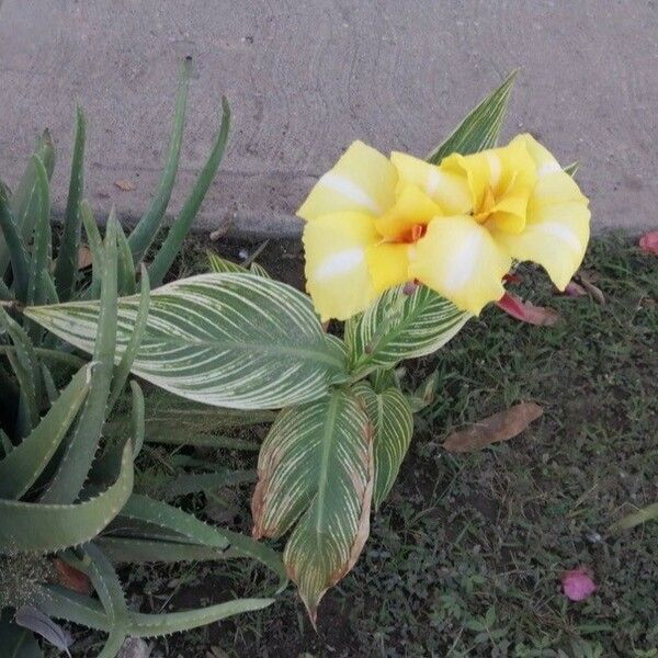 Canna × hybrida 葉