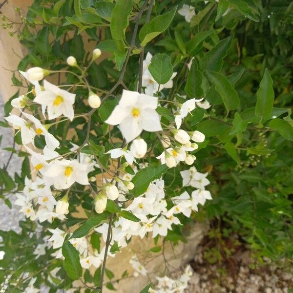 Solanum laxum Flower