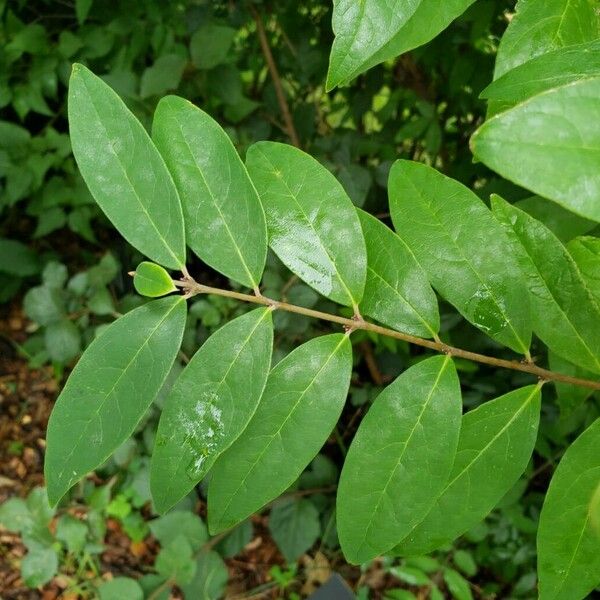 Chimonanthus praecox Leaf