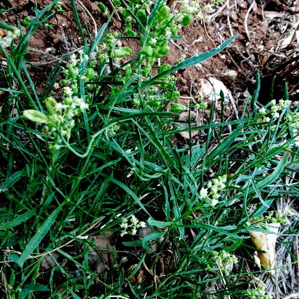 Reseda phyteuma Habitus