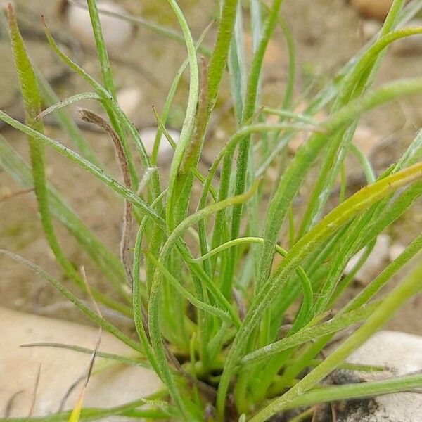 Plantago ovata 葉