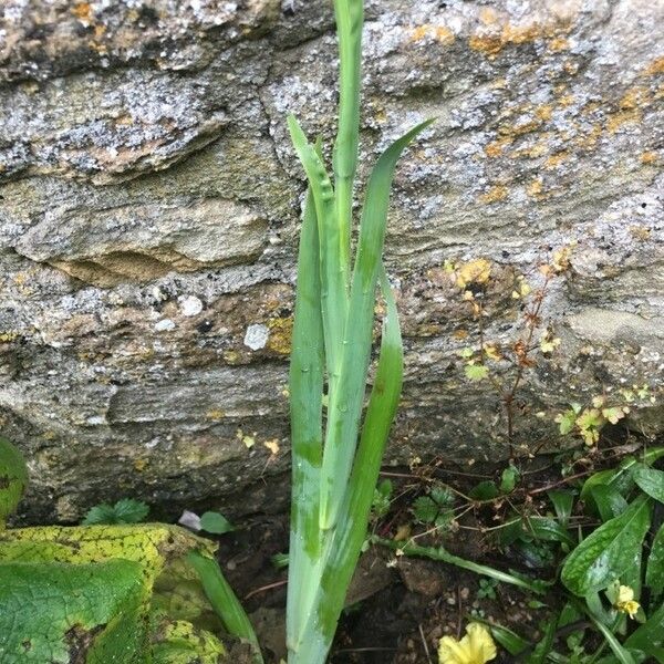 Sisyrinchium striatum Folla