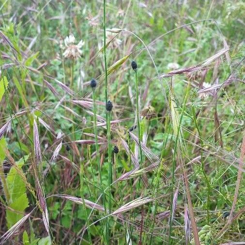 Equisetum variegatum Blodyn