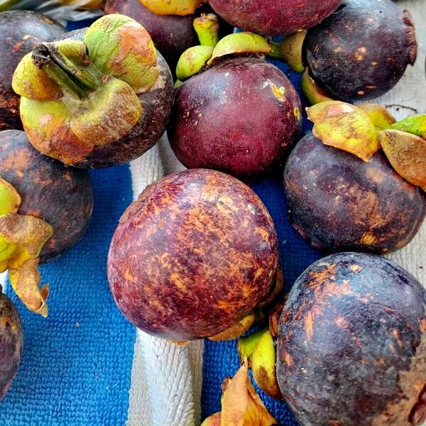 Garcinia mangostana Fruit