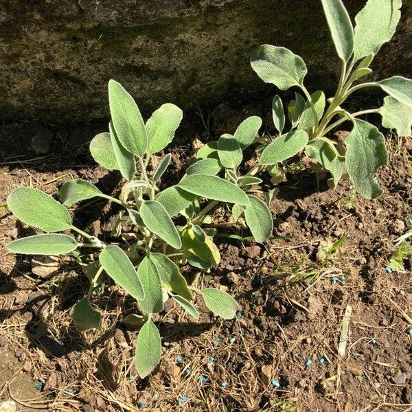 Salvia officinalis Leaf