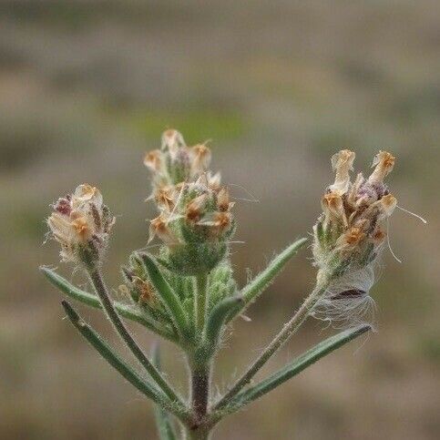 Plantago afra Cvet