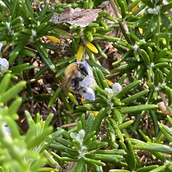 Salvia rosmarinus Çiçek