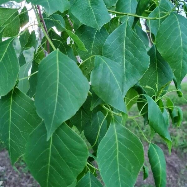 Triadica sebifera Leht