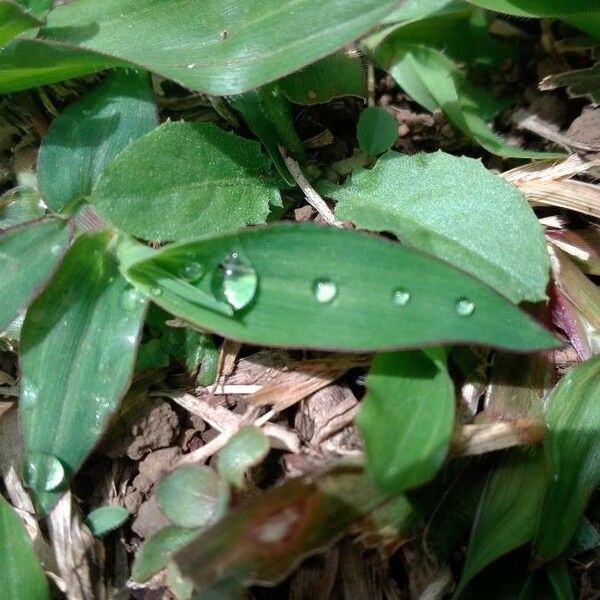 Commelina diffusa Fulla