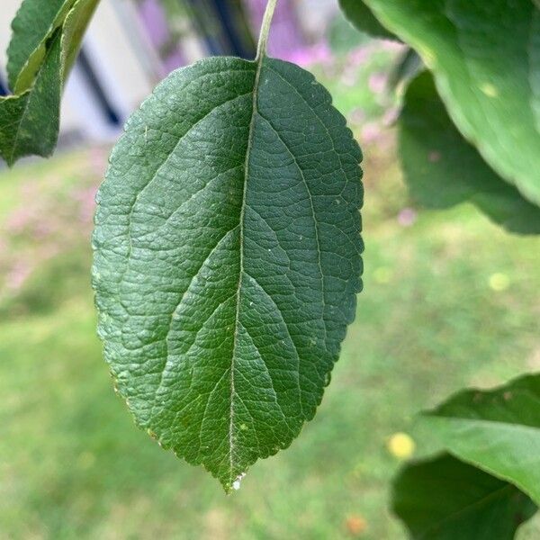 Malus pumila Leaf