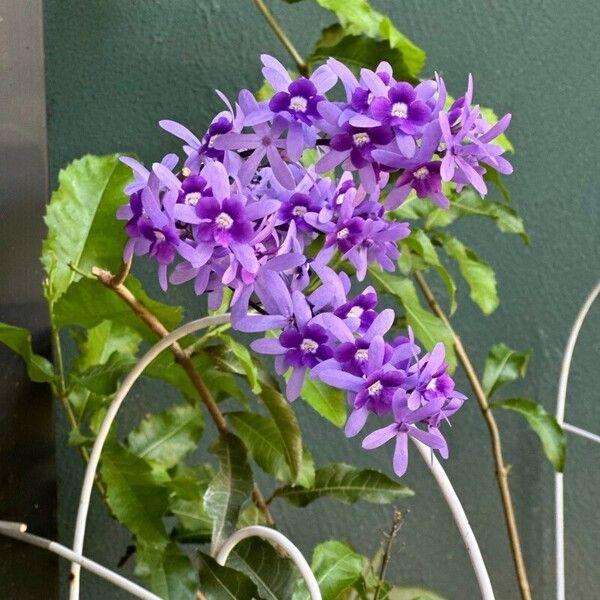 Petrea volubilis Flower