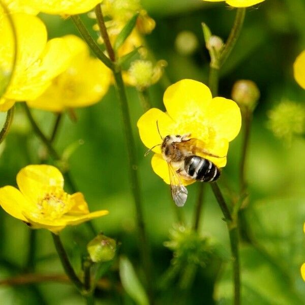 Ranunculus bulbosus Ďalší