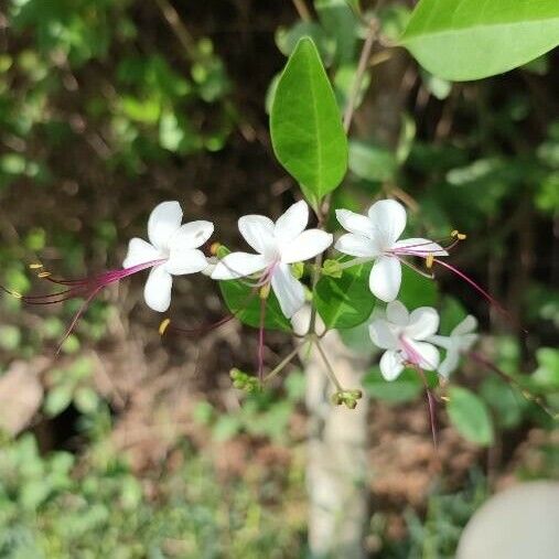 Volkameria inermis Blomst