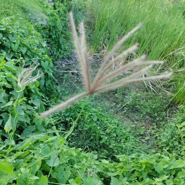 Chloris barbata Fruit