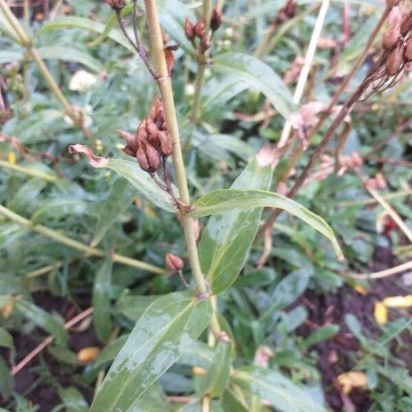 Penstemon hartwegii Fuelha